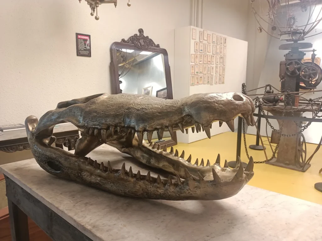 A replica of a dinosaur skull, on display at BookXcess LaLaport BBCC.