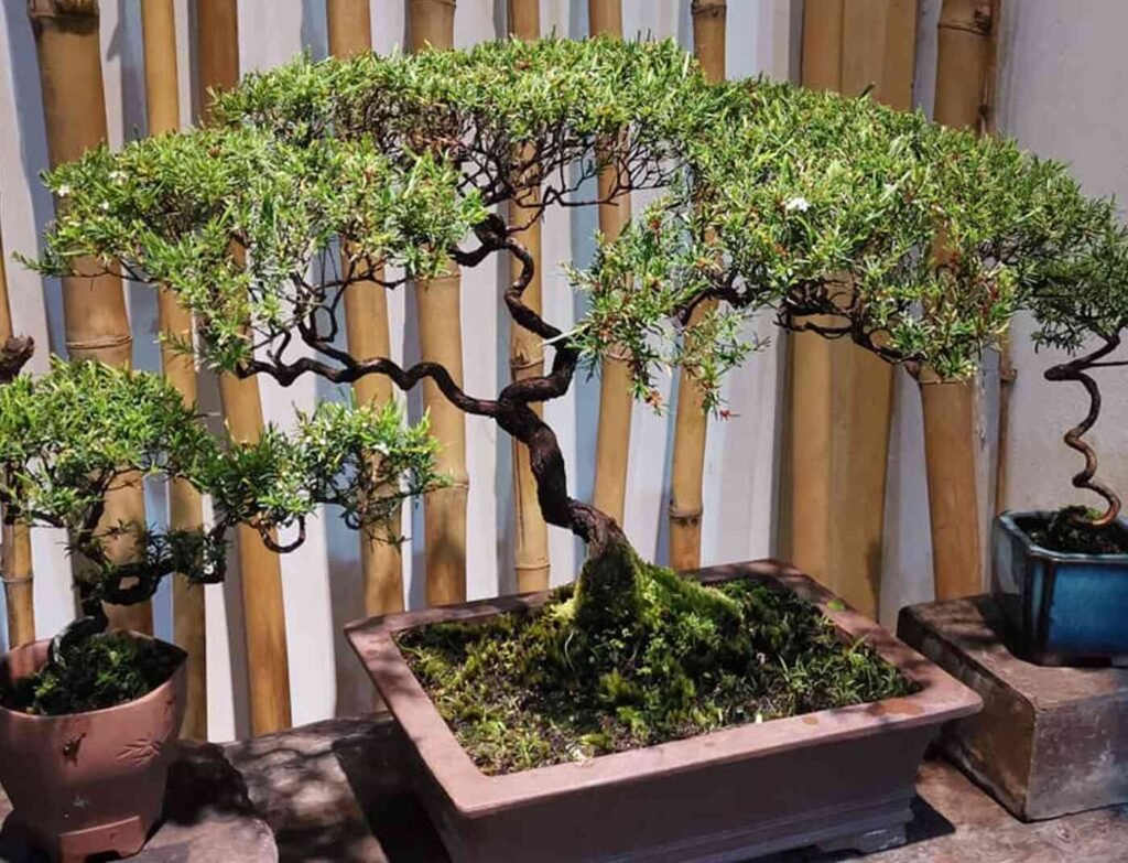 Bonsai Trees at Zen Bonsai, Tokyo Street Pavilion Kuala Lumpur