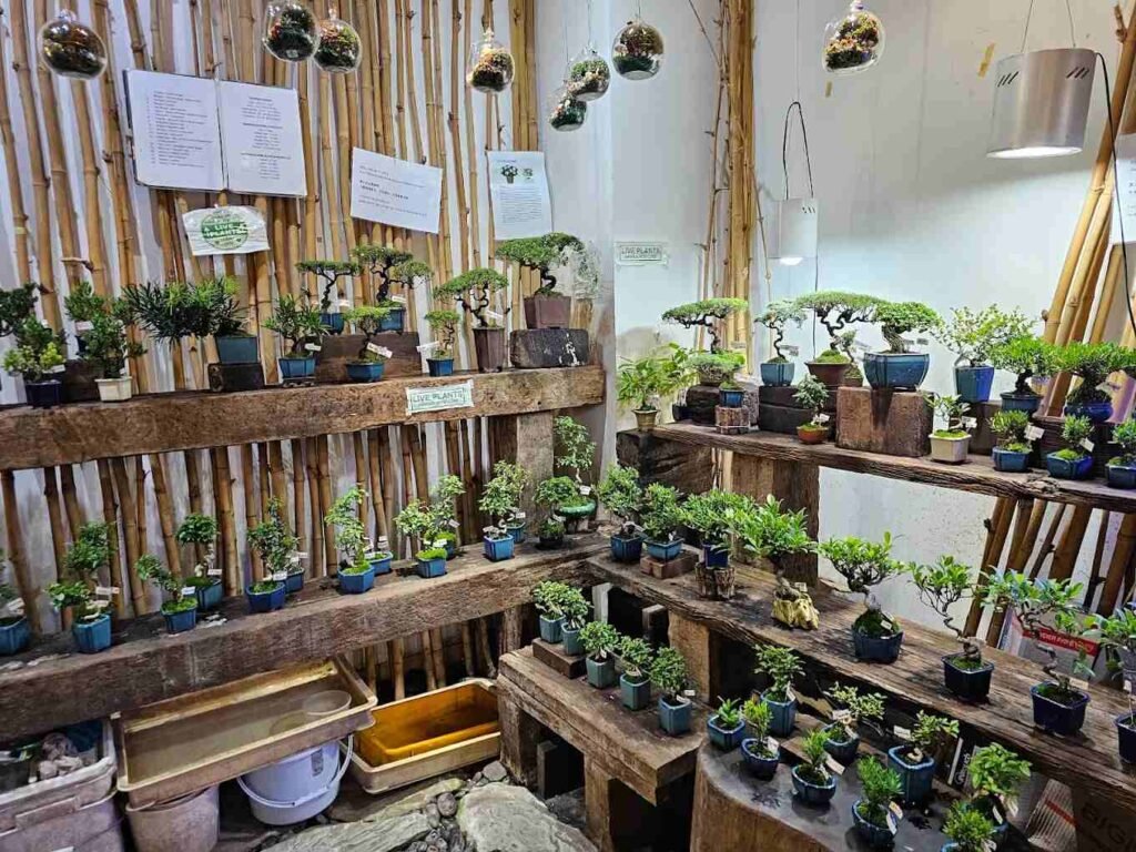 Bonsai trees designed in Wabi-Sabi concept such as Chokkan, Moyogi, Shakan, Fukinagashi, Sabamiki & more at Zen Bonsai, Tokyo Street Pavilion Kuala Lumpur
